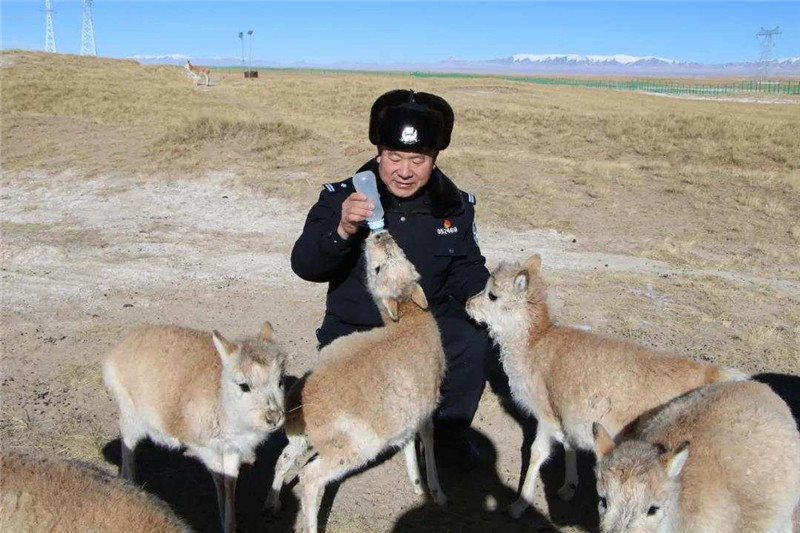 «Детский сад» для тибетских антилоп на северо-западе Китая