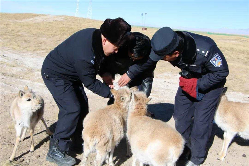 «Детский сад» для тибетских антилоп на северо-западе Китая