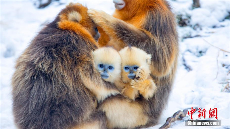 Золотистые обезьянки в национальном парке Шэньнунцзя