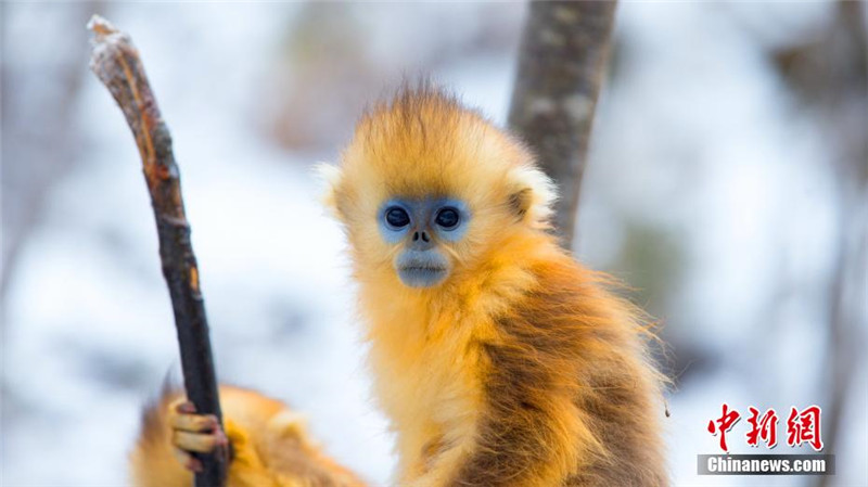 Золотистые обезьянки в национальном парке Шэньнунцзя
