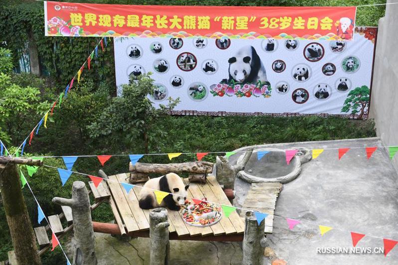 В Чунцине умерла самая старая в мире панда