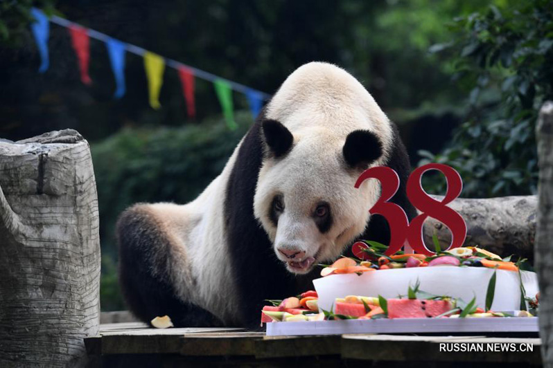 В Чунцине умерла самая старая в мире панда
