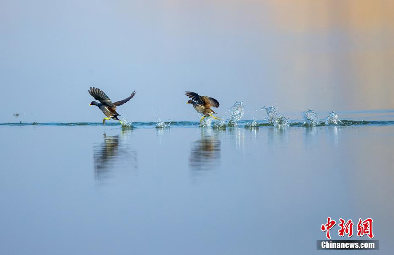 Перелетные птицы в огромных количествах слетелись на водно-болотные угодья китайского озера Хуцзэху