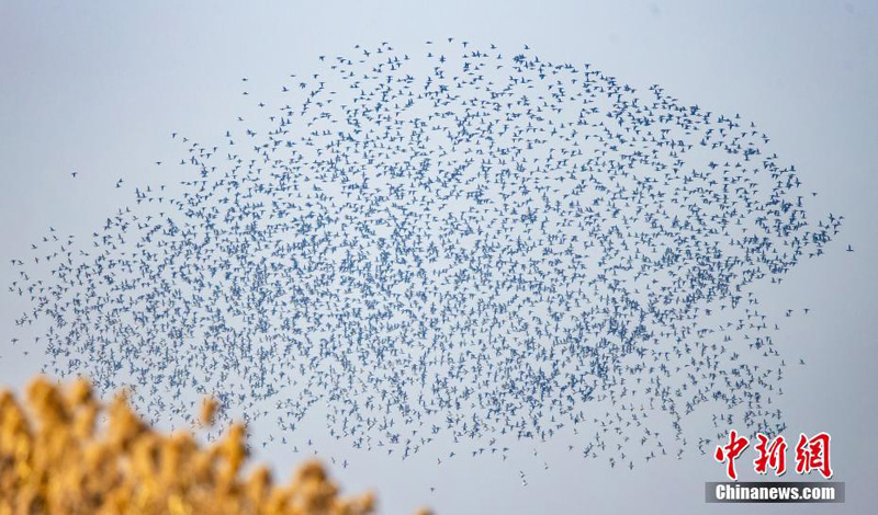 Перелетные птицы в огромных количествах слетелись на водно-болотные угодья китайского озера Хуцзэху