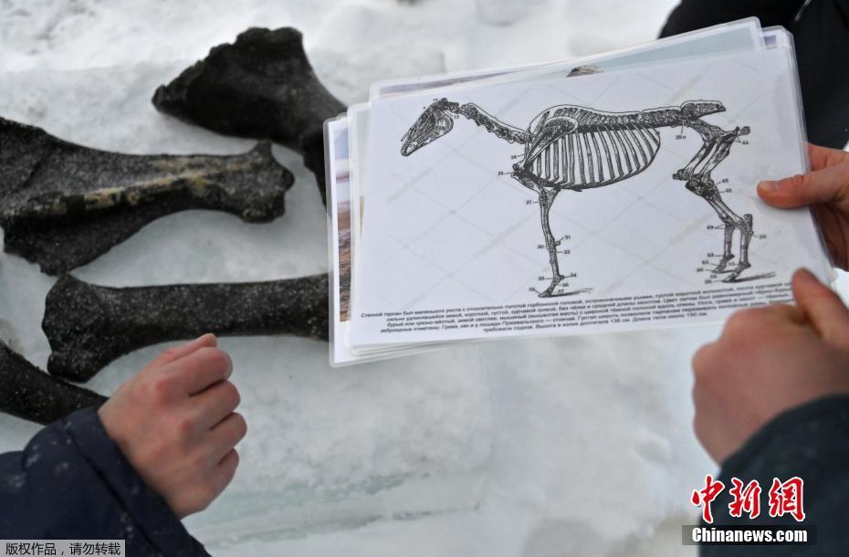 Российские дайверы ищут древние окаменелости в леднике