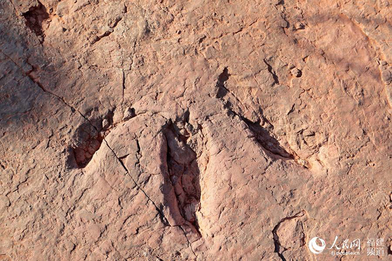 В провинции Фуцзянь обнаружены следы динозавров позднего мелового периода