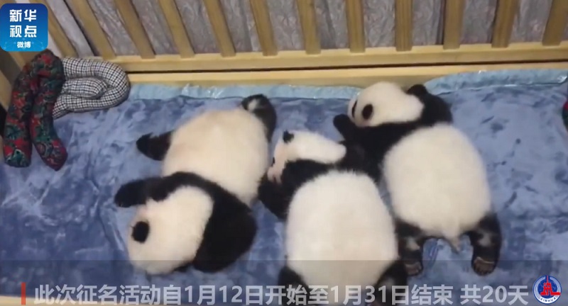 Центр разведения и исследований больших панд в пров. Шэньси выбирает клички для четырех детенышей панды