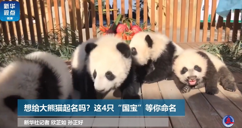 Центр разведения и исследований больших панд в пров. Шэньси выбирает клички для четырех детенышей панды