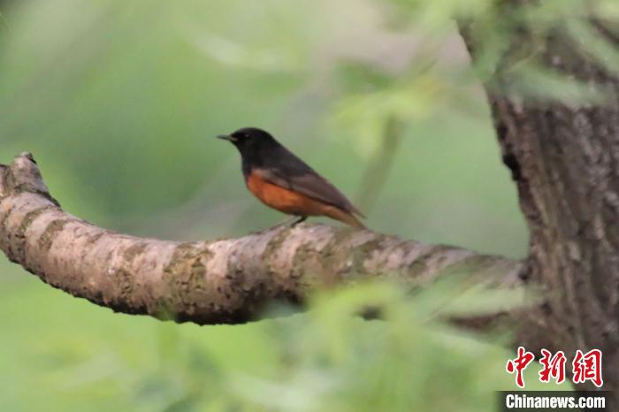 Разнообразие птиц в Ухане увеличилось до 423 видов