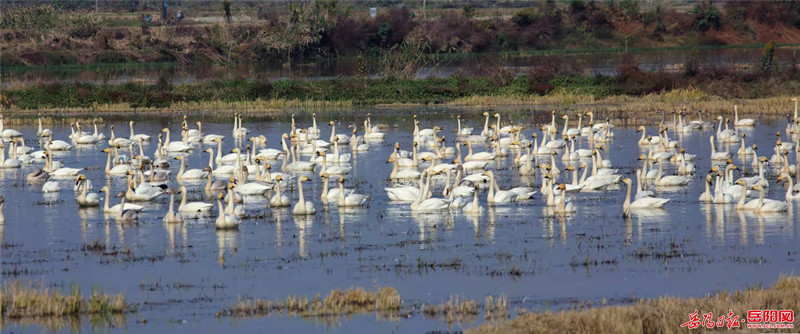 Число зимующих птиц на озере Дунтинху побило рекорд в истории наблюдения за ними