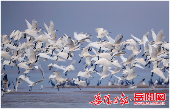 Число зимующих птиц на озере Дунтинху побило рекорд в истории наблюдения за ними