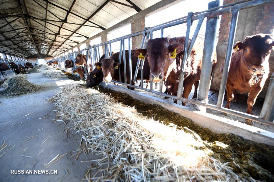 Национальный центр по улучшению мясного скота в провинции Шэньси