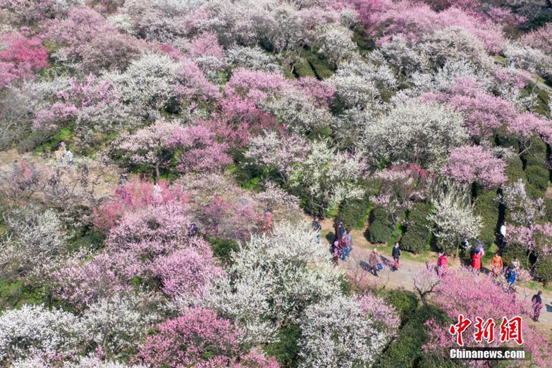 На горе Мэйхуашань города Нанкин расцвели деревья сливы