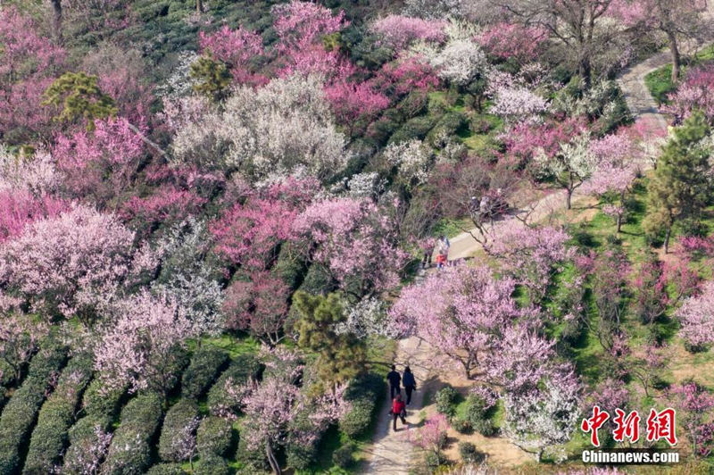 На горе Мэйхуашань города Нанкин расцвели деревья сливы