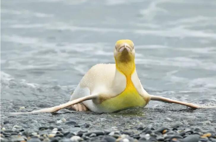 Снимки редкого желтого королевского пингвина поразили пользователей Сети