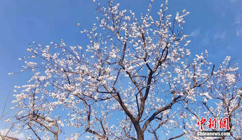 На Юго-Западе Китая расцветают груши