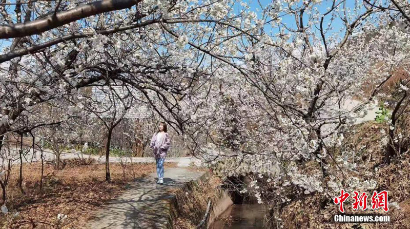На Юго-Западе Китая расцветают груши