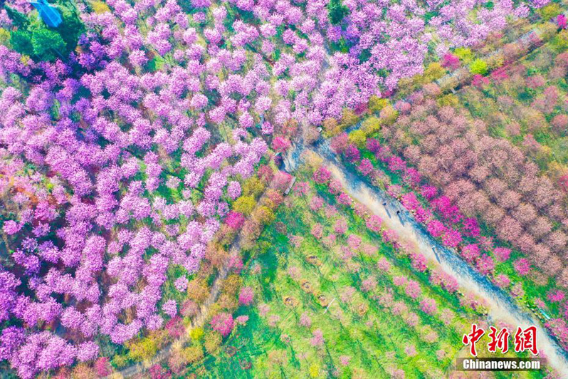 Цветение вишни в городском уезде Чаннин в Центральном Китае