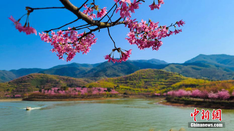 Цветение вишни в городском уезде Чаннин в Центральном Китае