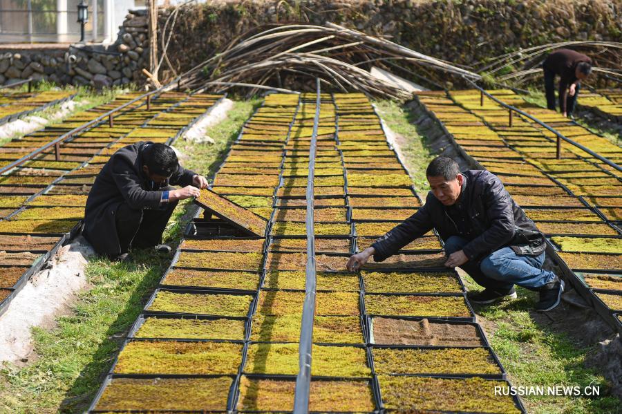 Выращивание мха приносит доход крестьянам из горного района Чжэцзяна