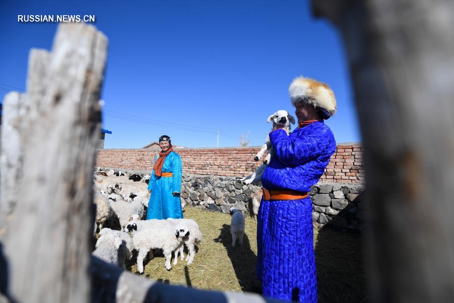 Во Внутренней Монголии готовятся к появлению ягнят