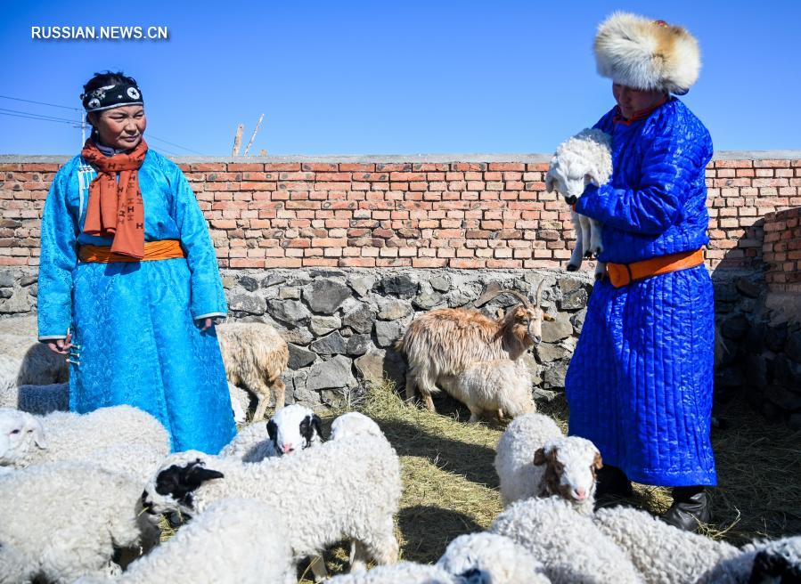 Во Внутренней Монголии готовятся к появлению ягнят