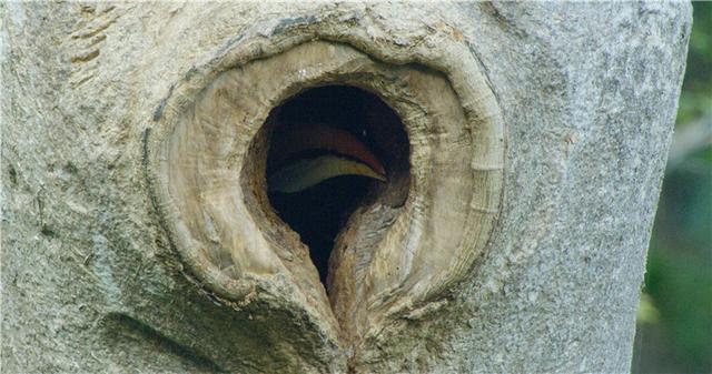 Китайские фотографы запечатлели двурогого калао, закупоривающего вход в гнездо