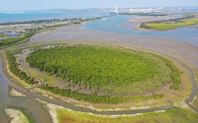 «Морской лес» на острове Хайнань -  дом для перелетных птиц