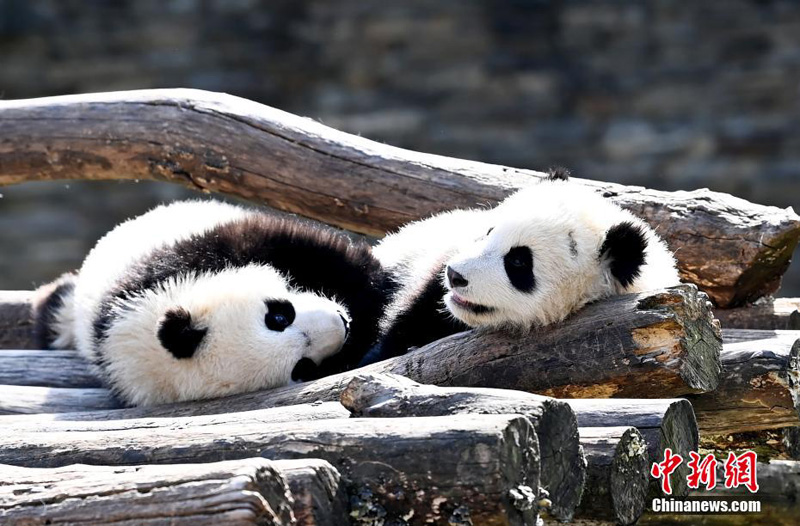 Детеныши большой панды наслаждаются весной на юго-западе Китая