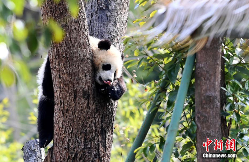 Детеныши большой панды наслаждаются весной на юго-западе Китая