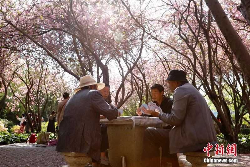 Пышное цветение яблони-китайки в китайском городе Куньмине