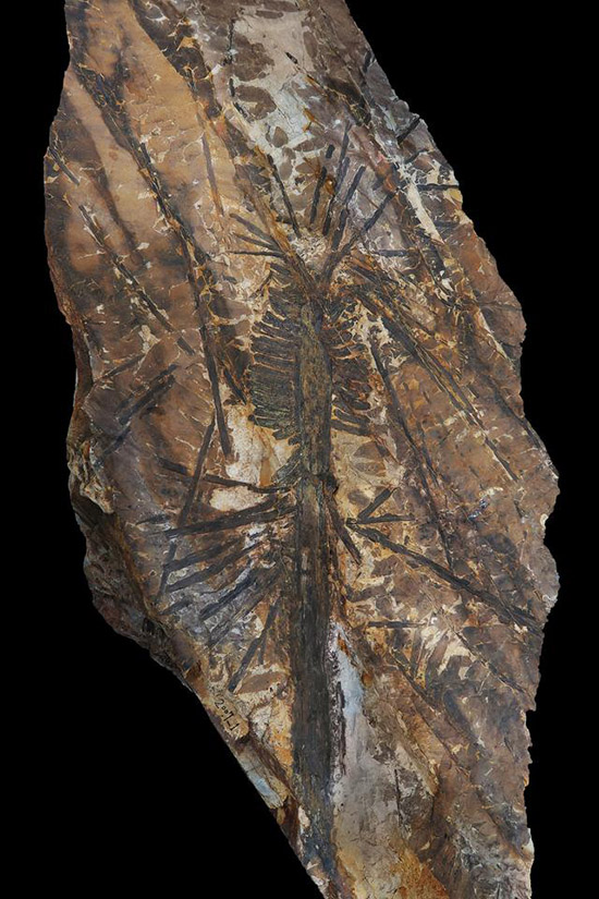 Палеонтологи обнаружили окаменелое дерево возрастом 300 млн. лет на севере Китая