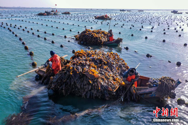 Сбор морской капусты в Жунчэне на востоке Китая