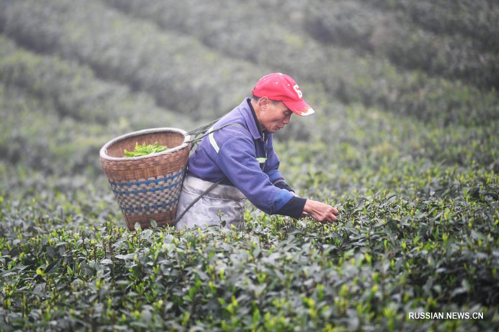 В Чунцине открылись фестиваль чая и конкурс по сбору чайных листьев