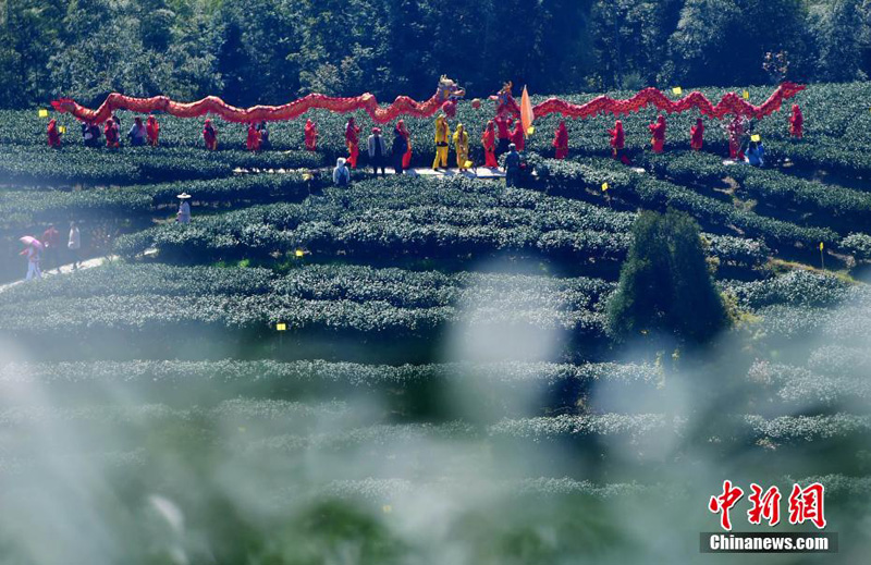 В уезде Чжэнхэ открылся третий в Китае фестиваль белого чая