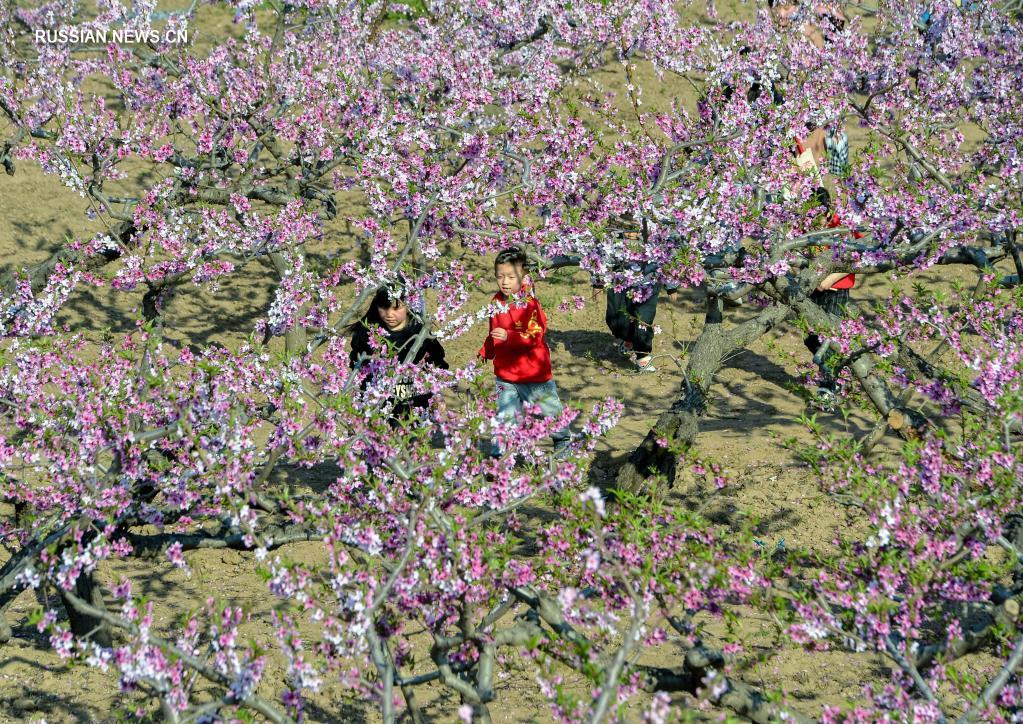 Любование цветущими персиками в волости Наньбао