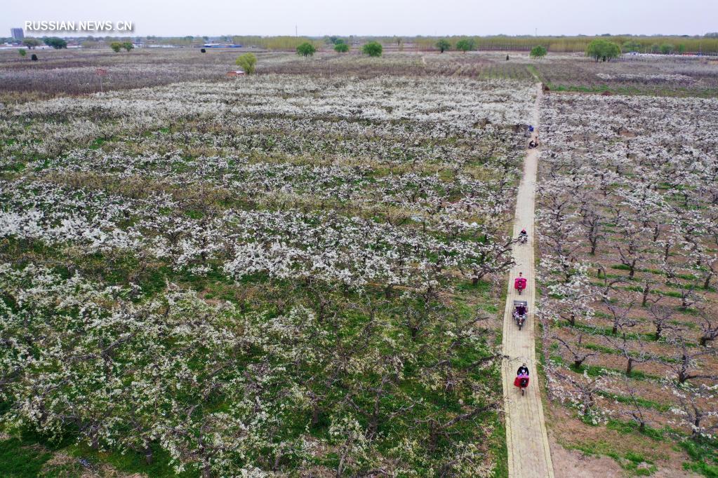 В новом районе Сюнъань открылись народные гулянья по цветущим грушевым садам