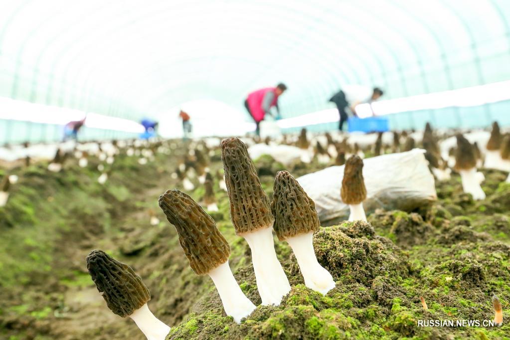 "Выращивание северных грибов на юге" обогащает жителей деревни Мацзятунь