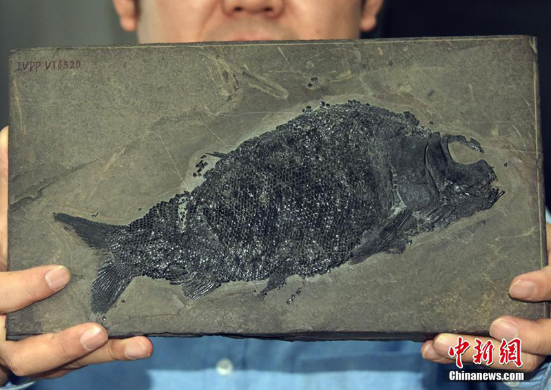 Китайские ученые обнаружили окаменелости рыбы, существовавшей около 244 млн. лет назад