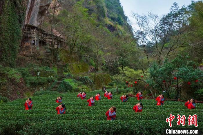 Сбор весеннего чая в китайской провинции Фуцзянь