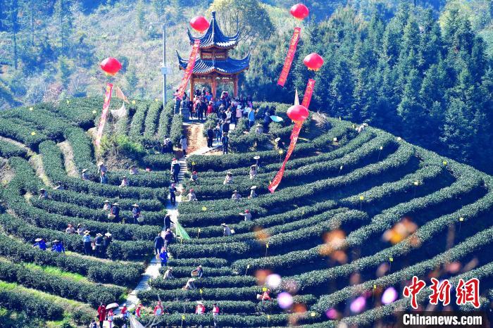 Сбор весеннего чая в китайской провинции Фуцзянь