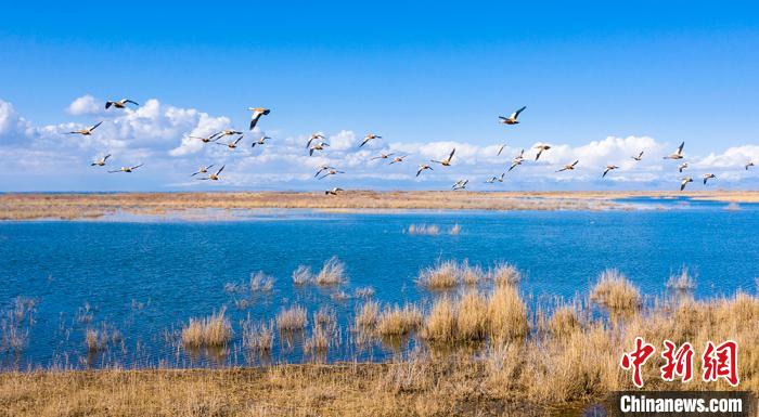 Озеро Баграшкель в Синьцзяне стало раем для птиц