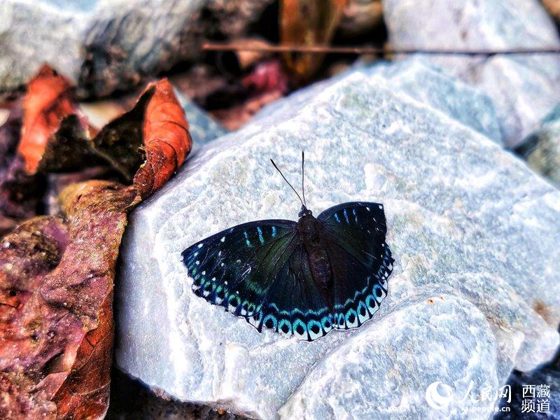Тибетские бабочки
