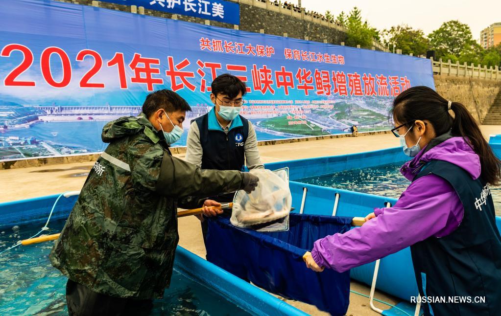 В реку Янцзы выпустили 10 тыс. китайских осетров