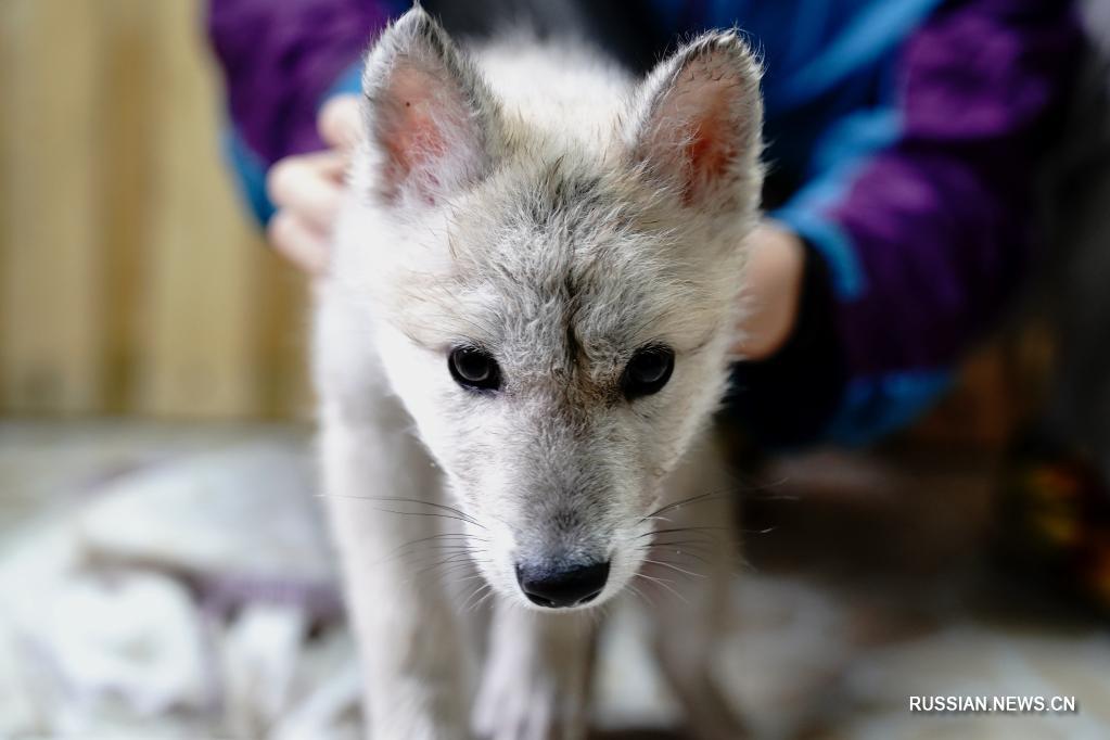 У обитающих в Шанхайском зоопарке арктических волков пополнение в семействе