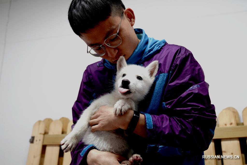 У обитающих в Шанхайском зоопарке арктических волков пополнение в семействе