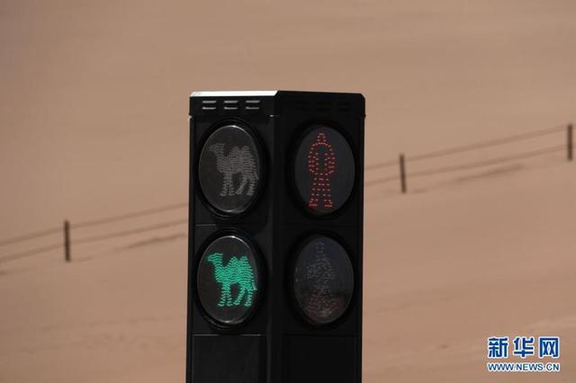 В китайской провинции Ганьсу появился светофор для верблюдов