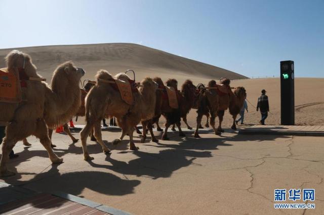 В китайской провинции Ганьсу появился светофор для верблюдов