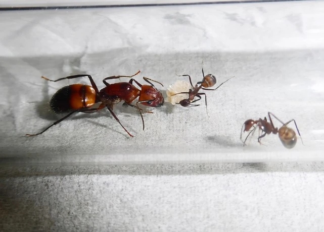 Китайская таможня задержала незаконную перевозку 38 живых муравьев