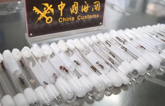 Китайская таможня задержала незаконную перевозку 38 живых муравьев